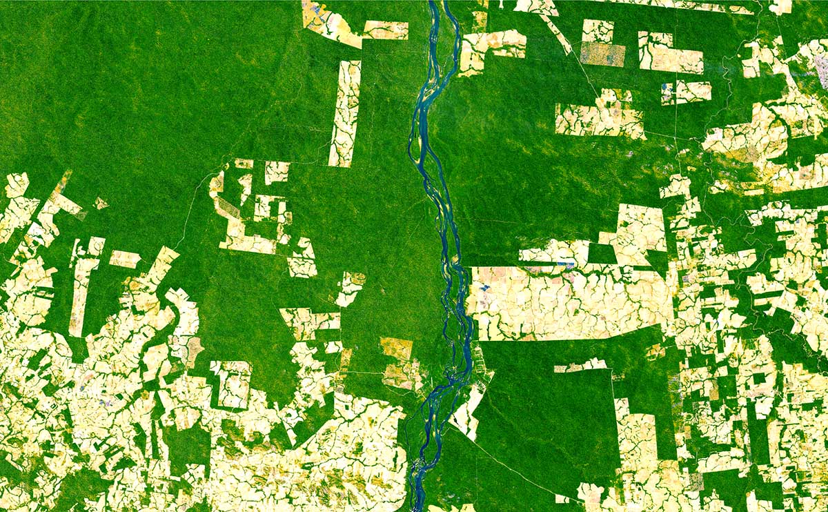 Снимок со спутника лесных массивов и посевных площадей