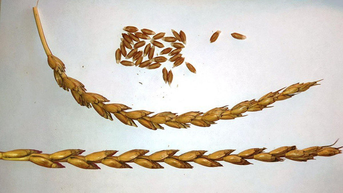 Новый сорт озимой спельты создали подмосковные ученые