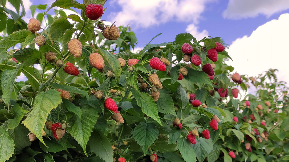 Новые сорта малины "Иван Купала" и "Салют"