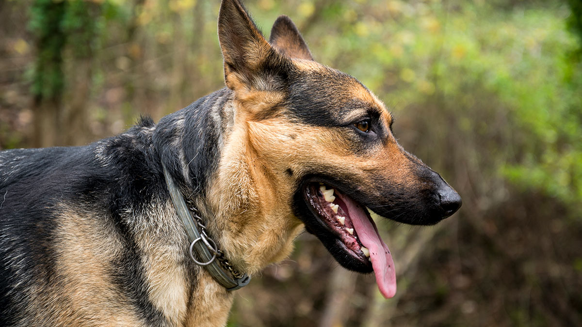 Ошейник для собаки